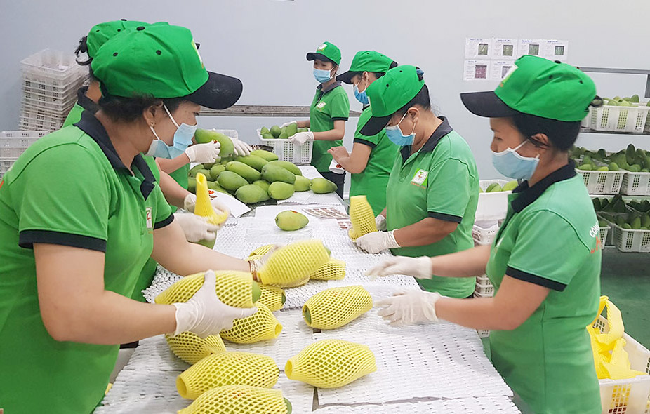 Trái cây Việt ngày càng vươn xa - Ảnh 1.