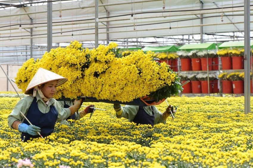 Tết 2023, giá hoa dự báo sẽ tăng 10% - 30% - Ảnh 1.