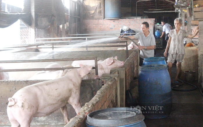 Một nông hộ chăn nuôi heo ở huyện Bình Chánh, TP.HCM. Ảnh: Trần Khánh