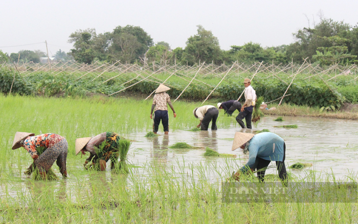 TP.HCM sẽ giảm diện tích trồng lúa, mía, muối hiệu quả thấp sang các loại cây trồng, vật nuôi có giá trị kinh tế cao. Ảnh: Trần Khánh
