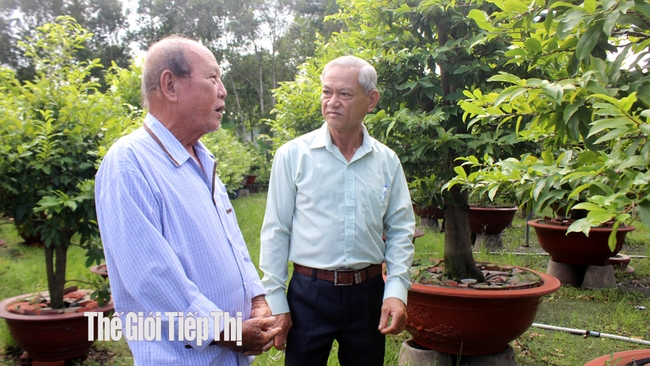 Theo ông Liên, mai giảo Thủ Đức có đặc điểm bông nở đẹp, lâu tàn. Ảnh: Trần Khánh