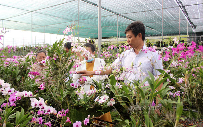 Năm 2022, sản phẩm hoa lan sưu tầm của ông Lót được bình chọn là Sản phẩm nông nghiệp tiêu biểu TP.HCM. Ảnh: Nguyên Vỹ