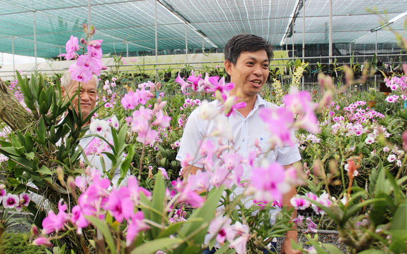 Vườn lan Tuấn Văn Garden đang tập trung phát triển thị trường nội địa, và định hướng xuất khẩu. Ảnh: Nguyên Vỹ