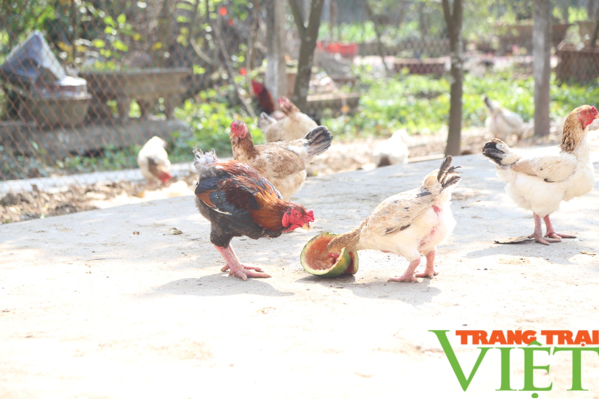 Loài gà trong sách đỏ có thịt thơm, ngon, người dân vô tư nuôi và buôn bán - Ảnh 1. Loài gà trong sách đỏ có thịt thơm, ngon, người dân vô tư nuôi và buôn bán - Ảnh 1.