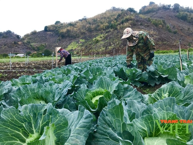 Mai Sơn thực hiện tốt mục tiêu kép - Ảnh 2.