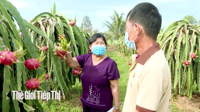 Bà Hồ Thị Bạch Hoàng – Giám đốc HTX Thanh long Hàm Kiệm (huyện Hàm Thuận Nam). Ảnh: Trần Khánh