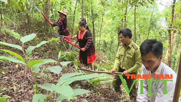 Nông thôn Tây Bắc: Mường Chà vào mùa nương rẫy, không để đất nương lấn chiếm đất rừng - Ảnh 1. Nông thôn Tây Bắc: Mường Chà vào mùa nương rẫy, không để đất nương lấn chiếm đất rừng - Ảnh 1.