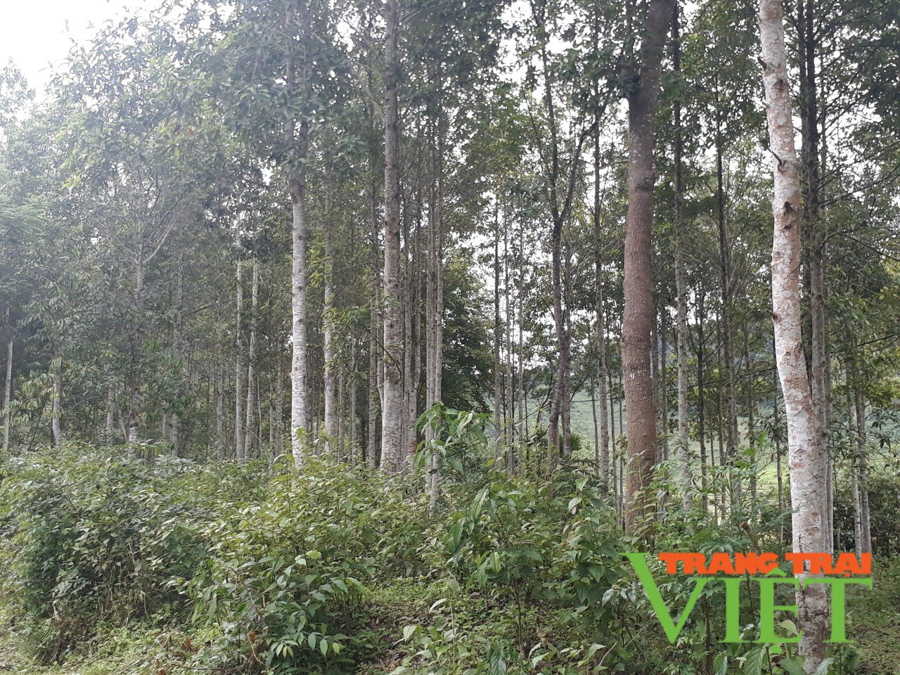 Nông thôn Tây Bắc: Mường Chà vào mùa nương rẫy, không để đất nương lấn chiếm đất rừng - Ảnh 4. Nông thôn Tây Bắc: Mường Chà vào mùa nương rẫy, không để đất nương lấn chiếm đất rừng - Ảnh 4.