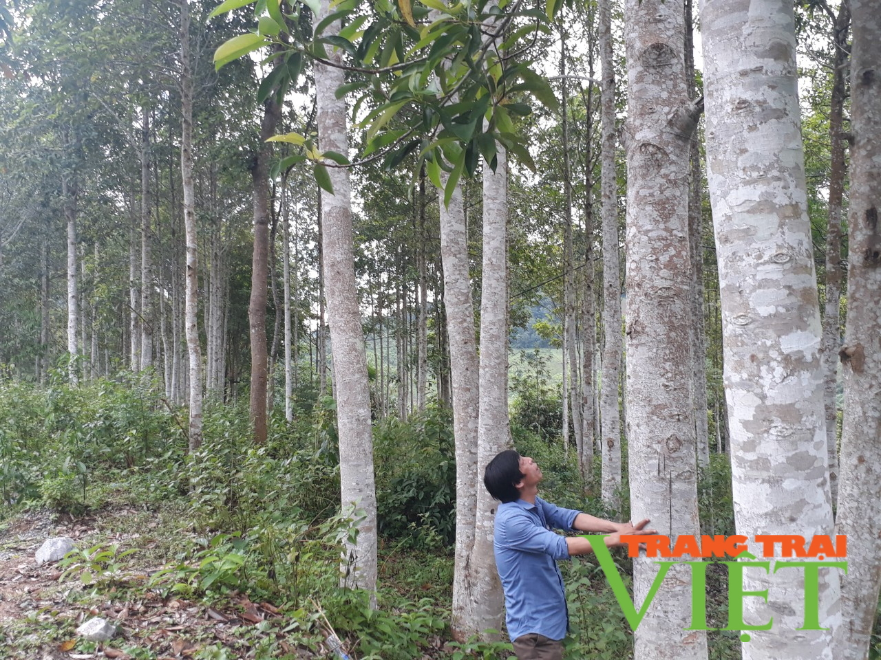 Nông thôn Tây Bắc: Mường Chà vào mùa nương rẫy, không để đất nương lấn chiếm đất rừng - Ảnh 5. Nông thôn Tây Bắc: Mường Chà vào mùa nương rẫy, không để đất nương lấn chiếm đất rừng - Ảnh 5.
