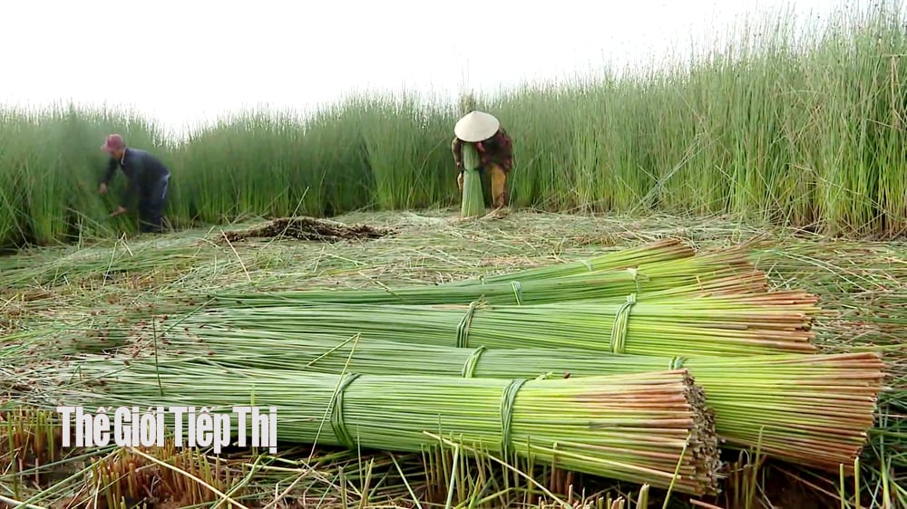 Cánh đồng cỏ bàng ở xã Tân Hòa Thành (huyện Tân Phước, Tiền Giang) vào vụ thu hoạch. Ảnh: Trần Liêm