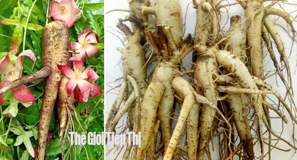 Sâm bố chính trồng ở Tây Ninh cho năng suất từ 5-7 tấn/ha. Ảnh: Trần Khánh