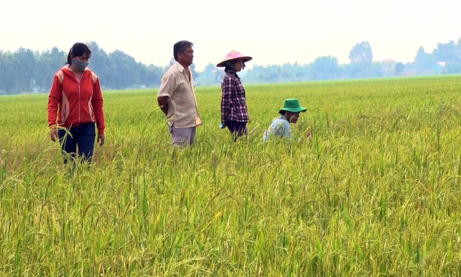 Giá phân bón cao, băn khoăn  làm vụ mới - Ảnh 1.