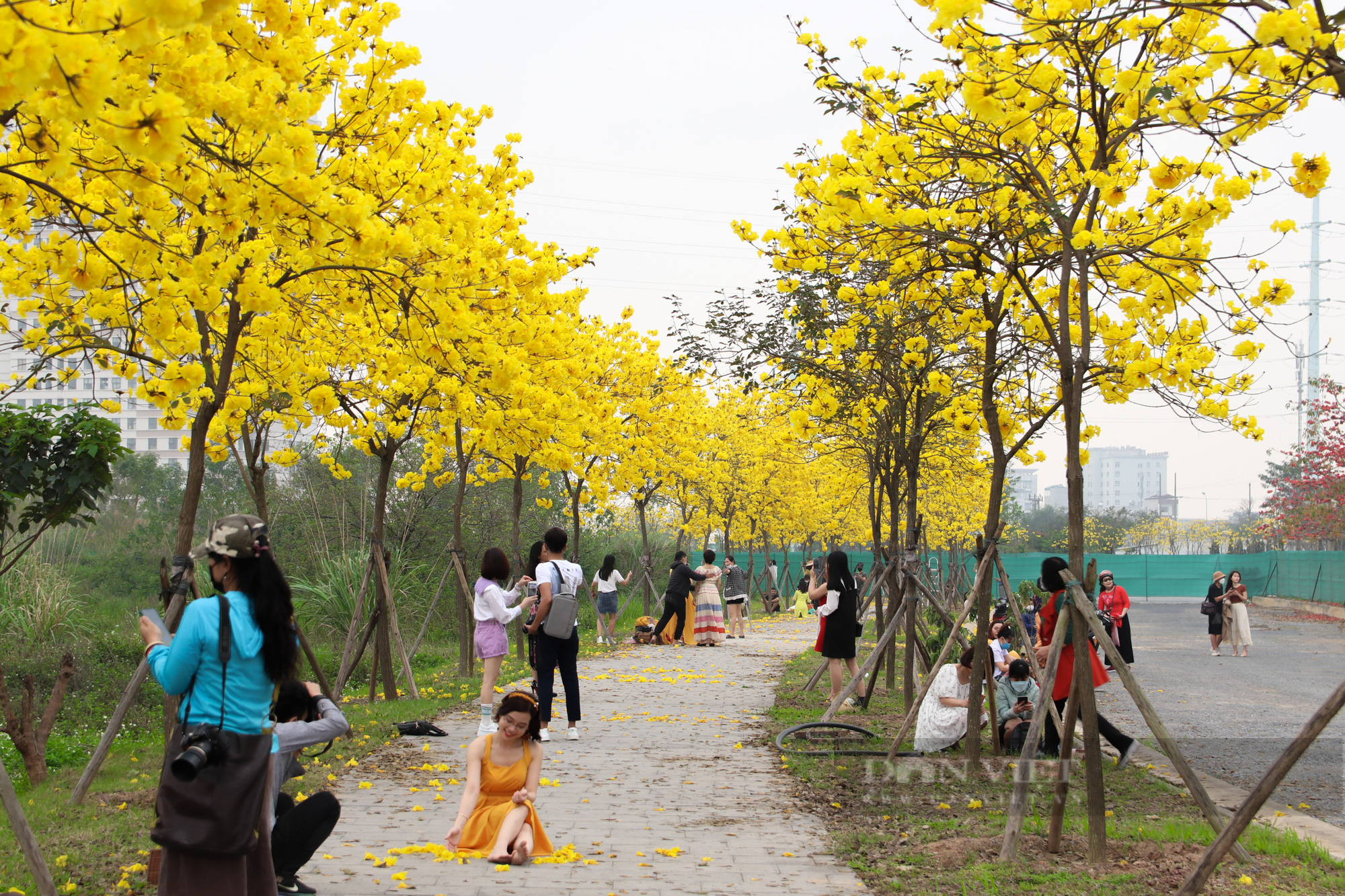 Người Hà Nội &quot;phát sốt&quot; vì con đường hoa phong linh nở rực trời đẹp như tranh vẽ - Ảnh 4.