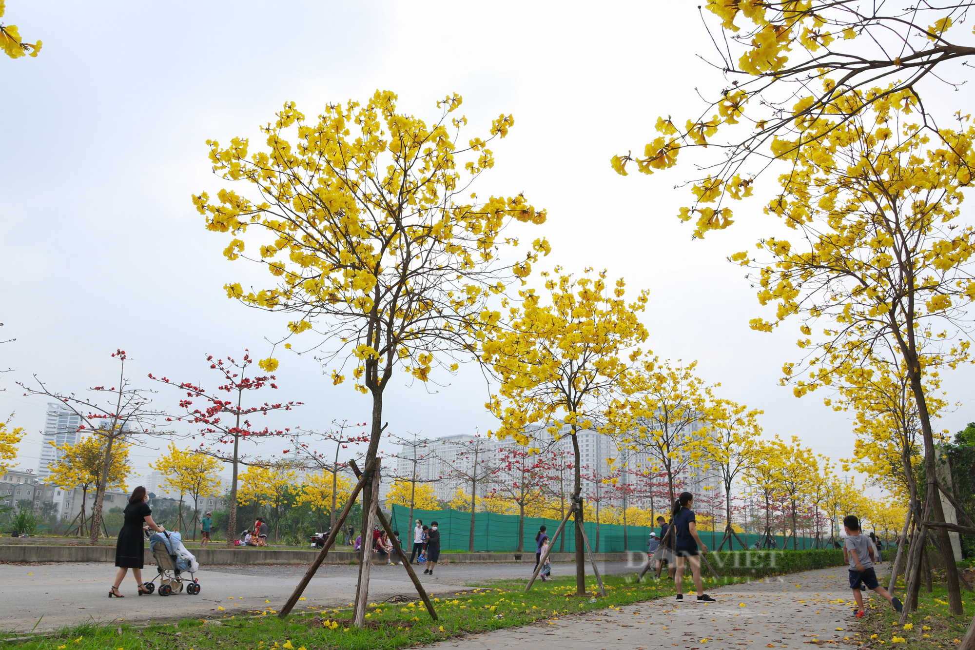 Người Hà Nội &quot;phát sốt&quot; vì con đường hoa phong linh nở rực trời đẹp như tranh vẽ - Ảnh 10.