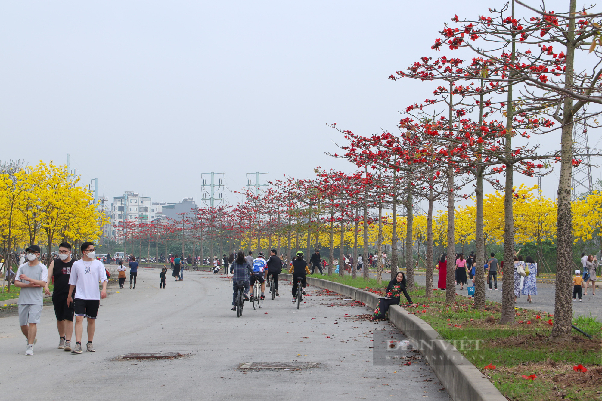 Người Hà Nội &quot;phát sốt&quot; vì con đường hoa phong linh nở rực trời đẹp như tranh vẽ - Ảnh 8.