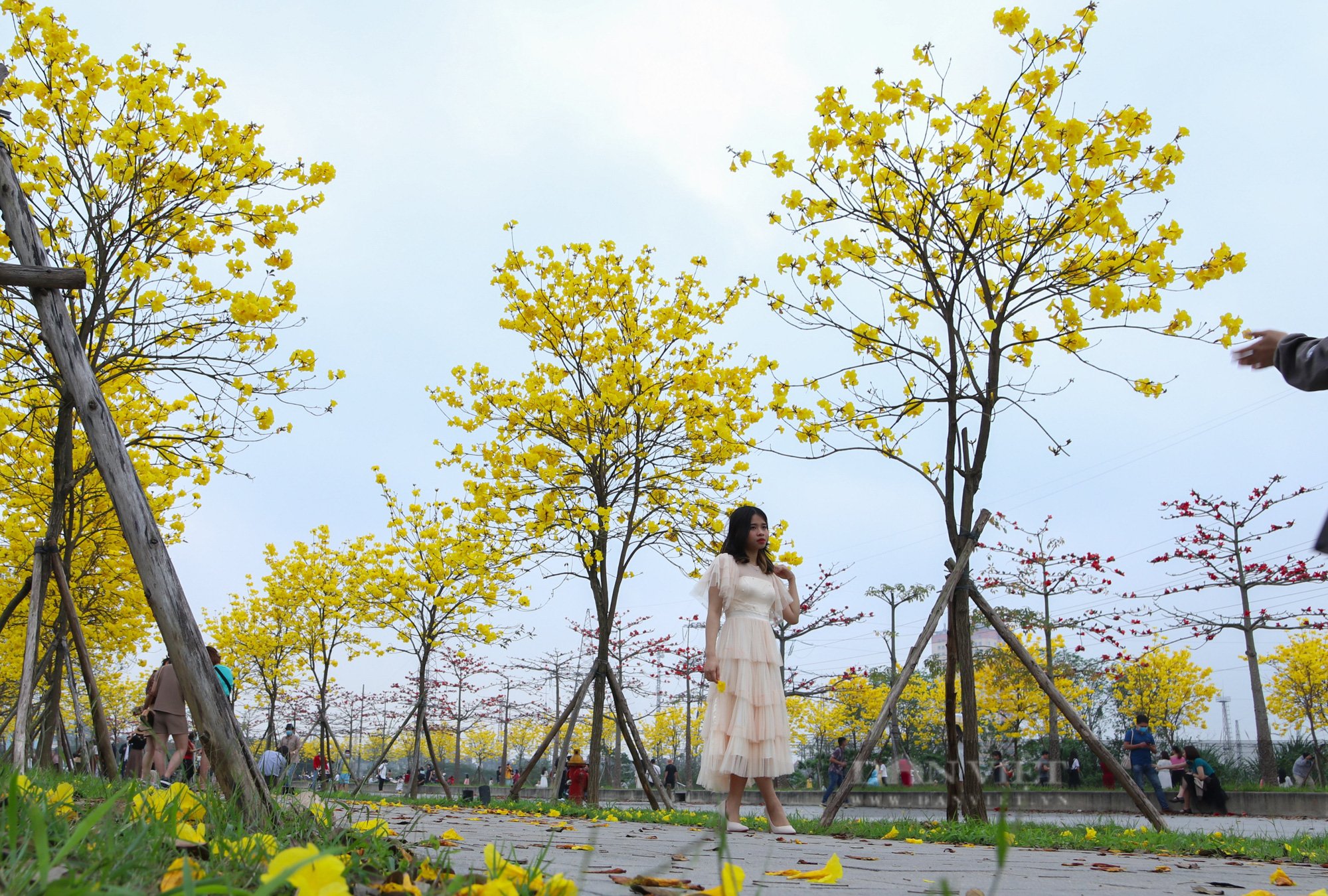 Người Hà Nội &quot;phát sốt&quot; vì con đường hoa phong linh nở rực trời đẹp như tranh vẽ - Ảnh 7.