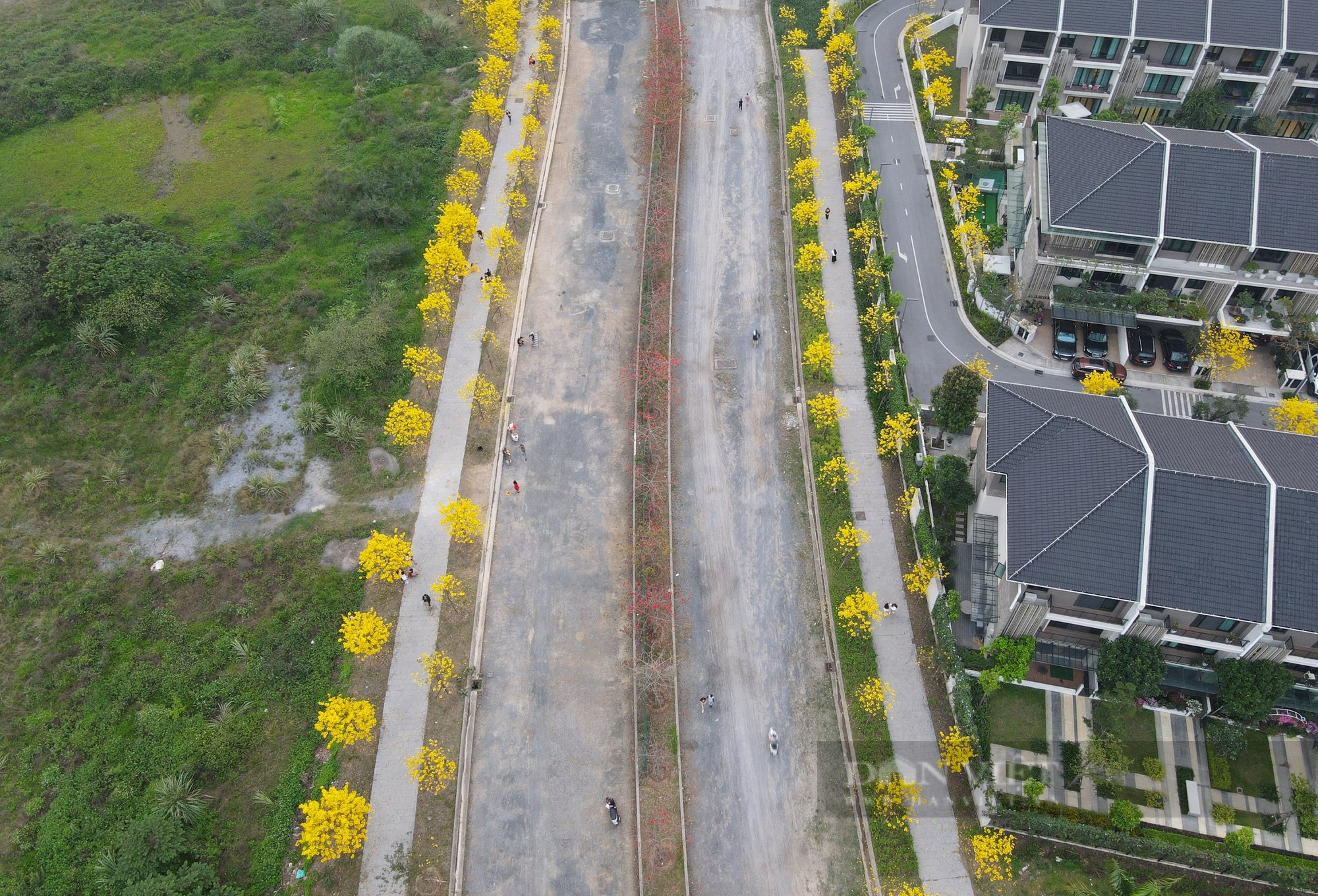 Người Hà Nội &quot;phát sốt&quot; vì con đường hoa phong linh nở rực trời đẹp như tranh vẽ - Ảnh 13.