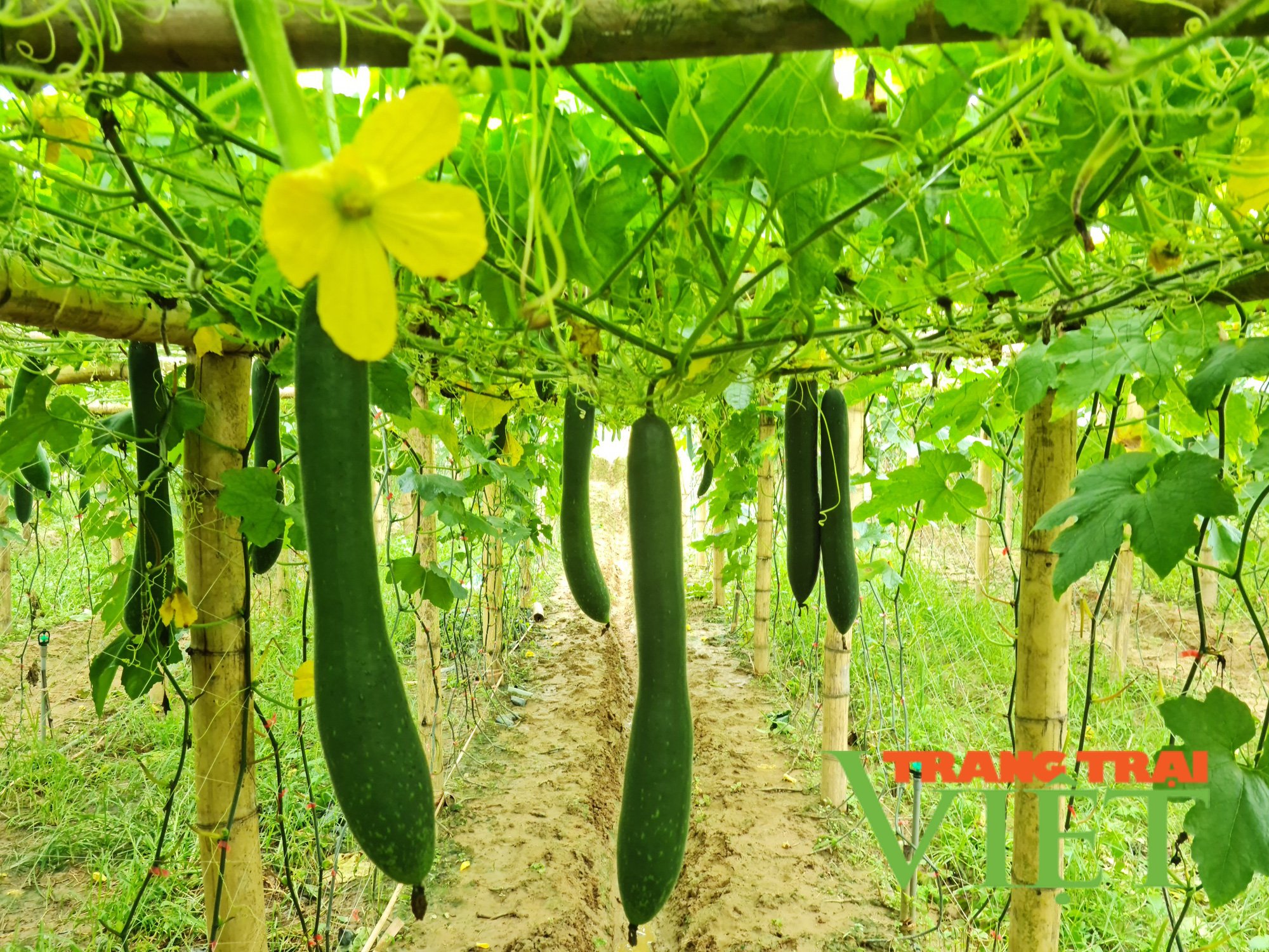 Điện Biên: Hiệu quả kinh tế từ các mô hình nông nghiệp công nghệ cao - Ảnh 6. Điện Biên: Hiệu quả kinh tế từ các mô hình nông nghiệp công nghệ cao - Ảnh 6.