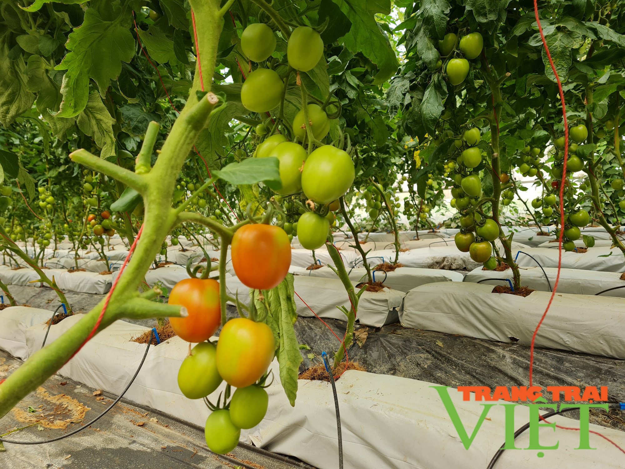Điện Biên: Hiệu quả kinh tế từ các mô hình nông nghiệp công nghệ cao - Ảnh 5. Điện Biên: Hiệu quả kinh tế từ các mô hình nông nghiệp công nghệ cao - Ảnh 5.