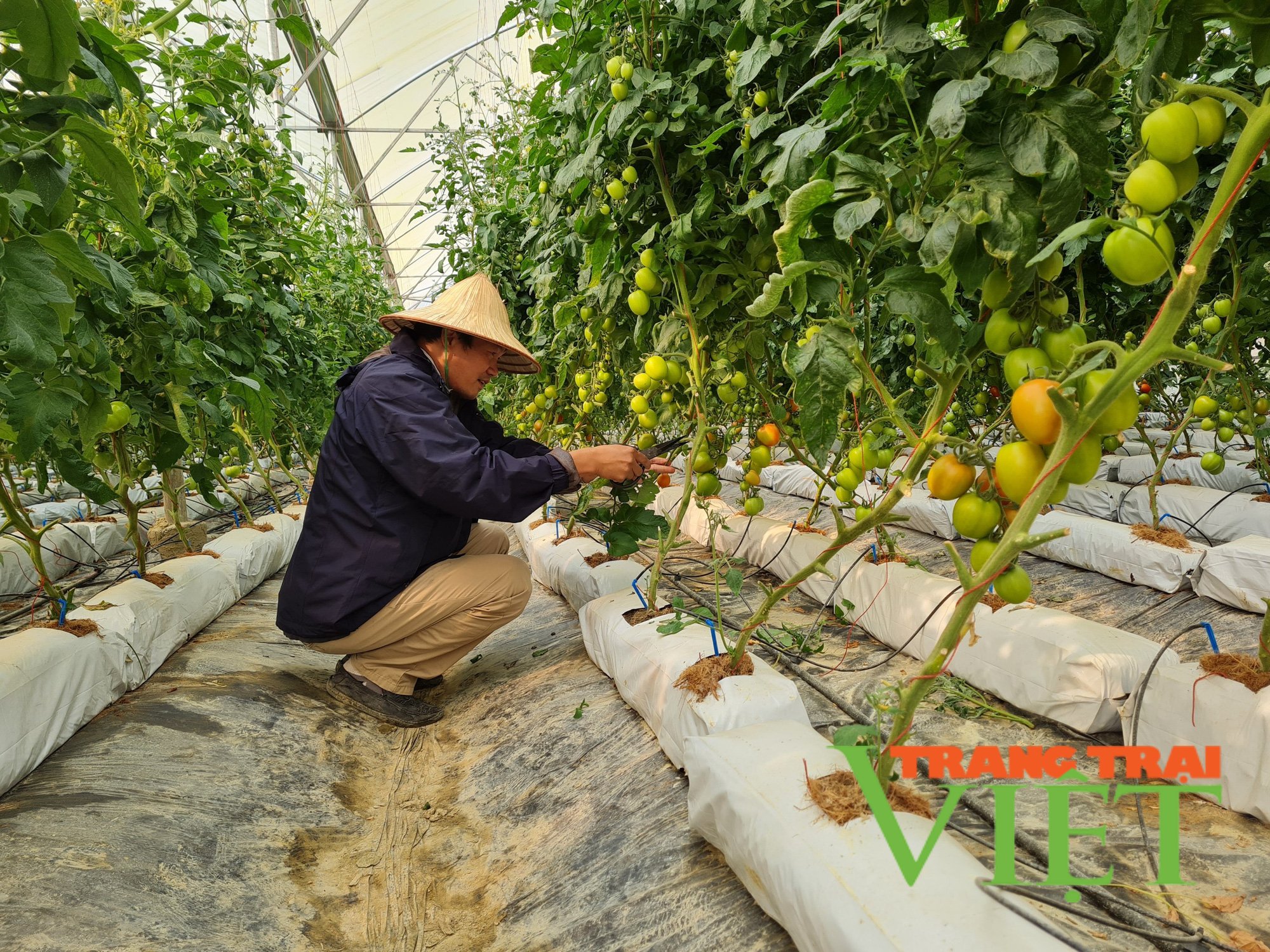 Điện Biên: Hiệu quả kinh tế từ các mô hình nông nghiệp công nghệ cao - Ảnh 4. Điện Biên: Hiệu quả kinh tế từ các mô hình nông nghiệp công nghệ cao - Ảnh 4.