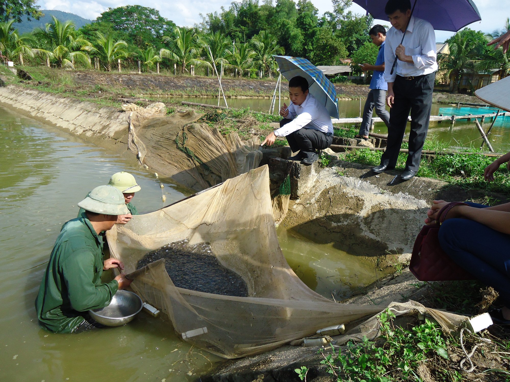 Điện Biên: Hiệu quả kinh tế từ các mô hình nông nghiệp công nghệ cao - Ảnh 3. Điện Biên: Hiệu quả kinh tế từ các mô hình nông nghiệp công nghệ cao - Ảnh 3.