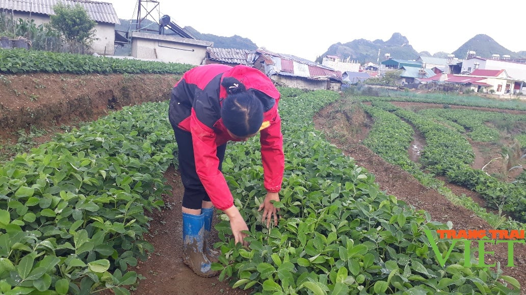 Lai châu: Nông dân Sìn Hồ thi đua sản xuất, kinh doanh giỏi - Ảnh 1. Lai châu: Nông dân Sìn Hồ thi đua sản xuất, kinh doanh giỏi - Ảnh 1.