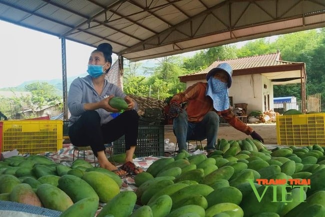 Yên Châu đảm bảo phòng chống dịch và phát triển kinh tế - Ảnh 3.