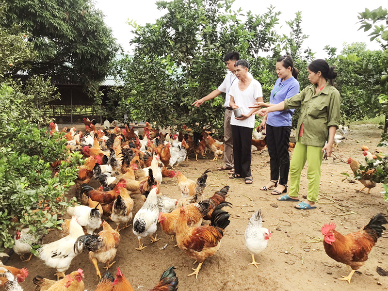 Tạo đà giúp nông dân vươn lên - Ảnh 1.