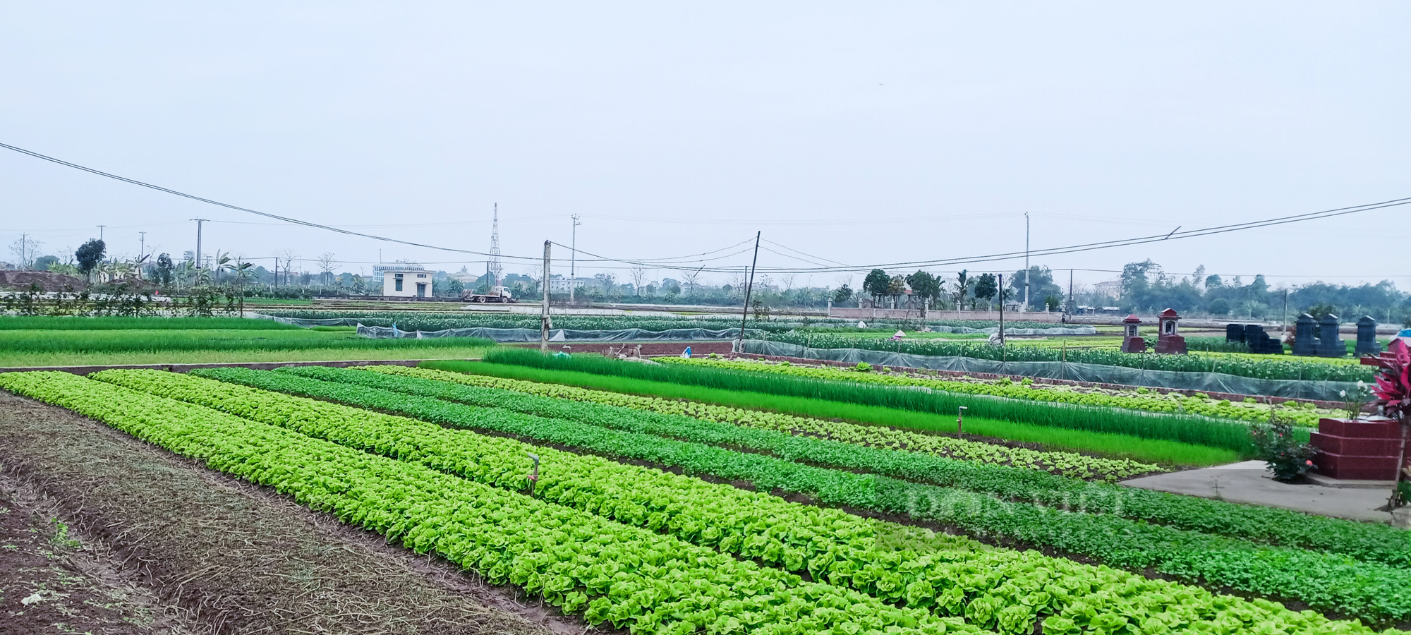 Muốn chuyển đất trồng hoa màu sang đất ở người dân cần đáp ứng điều kiện này - Ảnh 1.