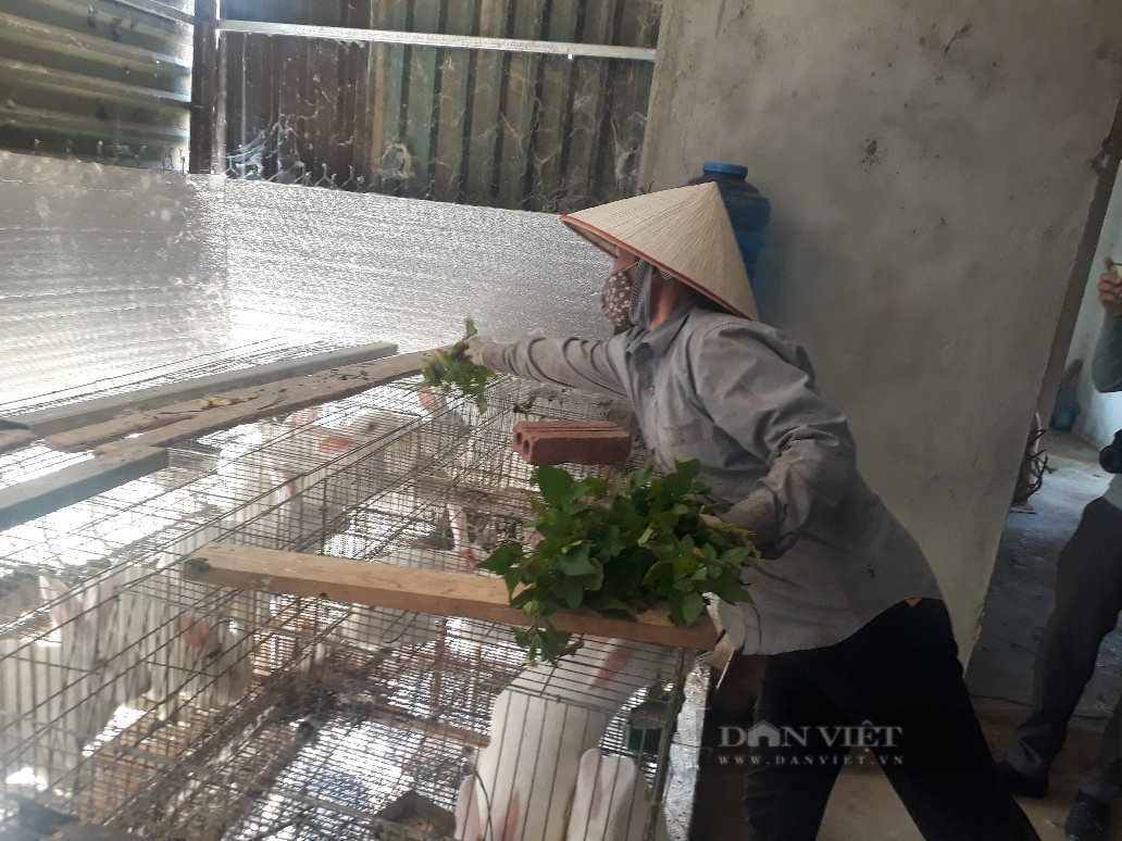 Nuôi giống thỏ mắn đẻ, một nông dân ở Lai Châu thu cả trăm triệu đồng mỗi năm - Ảnh 4.