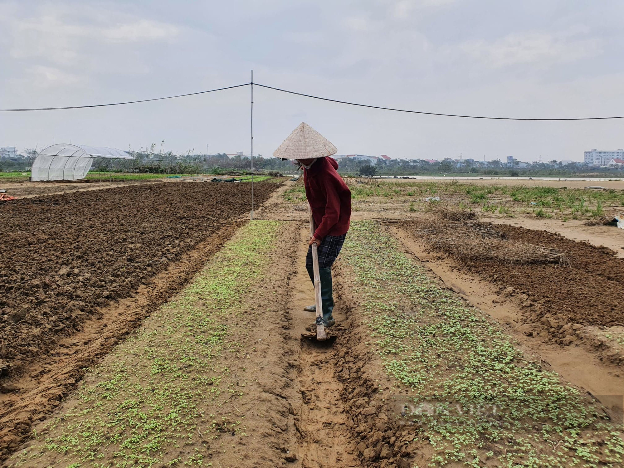 Đà Nẵng: Cảnh báo tình trạng &quot;cò&quot; chuyển đổi nông nghiệp trái quy định - Ảnh 1.