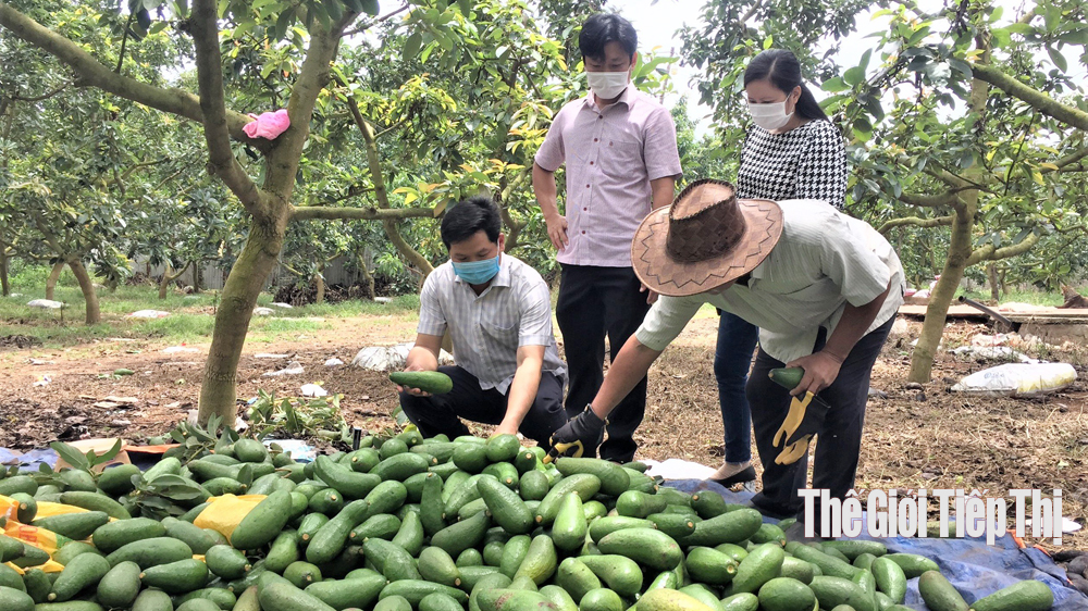 Giá bơ đầu vụ ở huyện Châu Đức, Bà Rịa-Vũng Tàu đang giảm thấp. Ảnh: Thái Bình