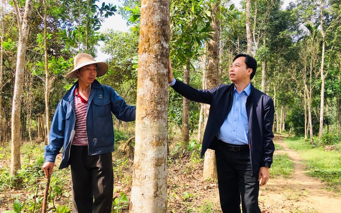 Quy hoạch vùng nguyên liệu, phát triển rừng gỗ lớn - Ảnh 1.