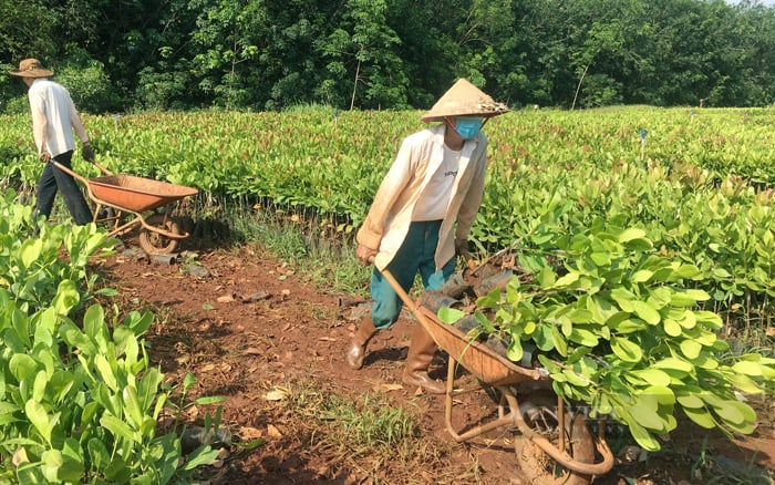 Tái canh bằng giống điều mới là một trong những giải pháp để cải tạo năng suất vườn điều. Ảnh: Trần Khánh