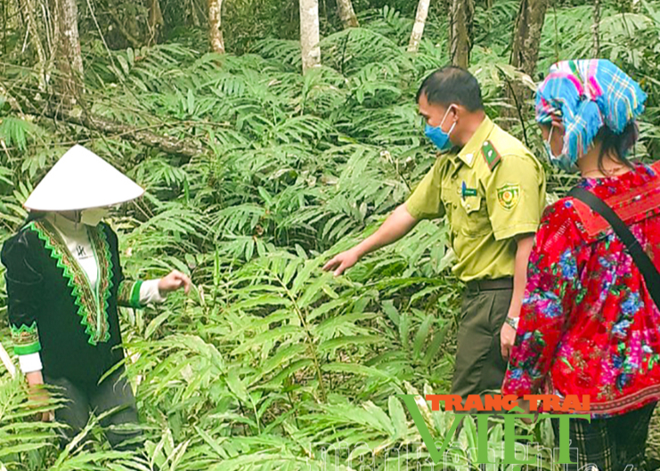 Nông thôn Tây Bắc: Phát triển kinh tế dưới tán rừng Mường Nhé - Ảnh 1. Nông thôn Tây Bắc: Phát triển kinh tế dưới tán rừng Mường Nhé - Ảnh 1.