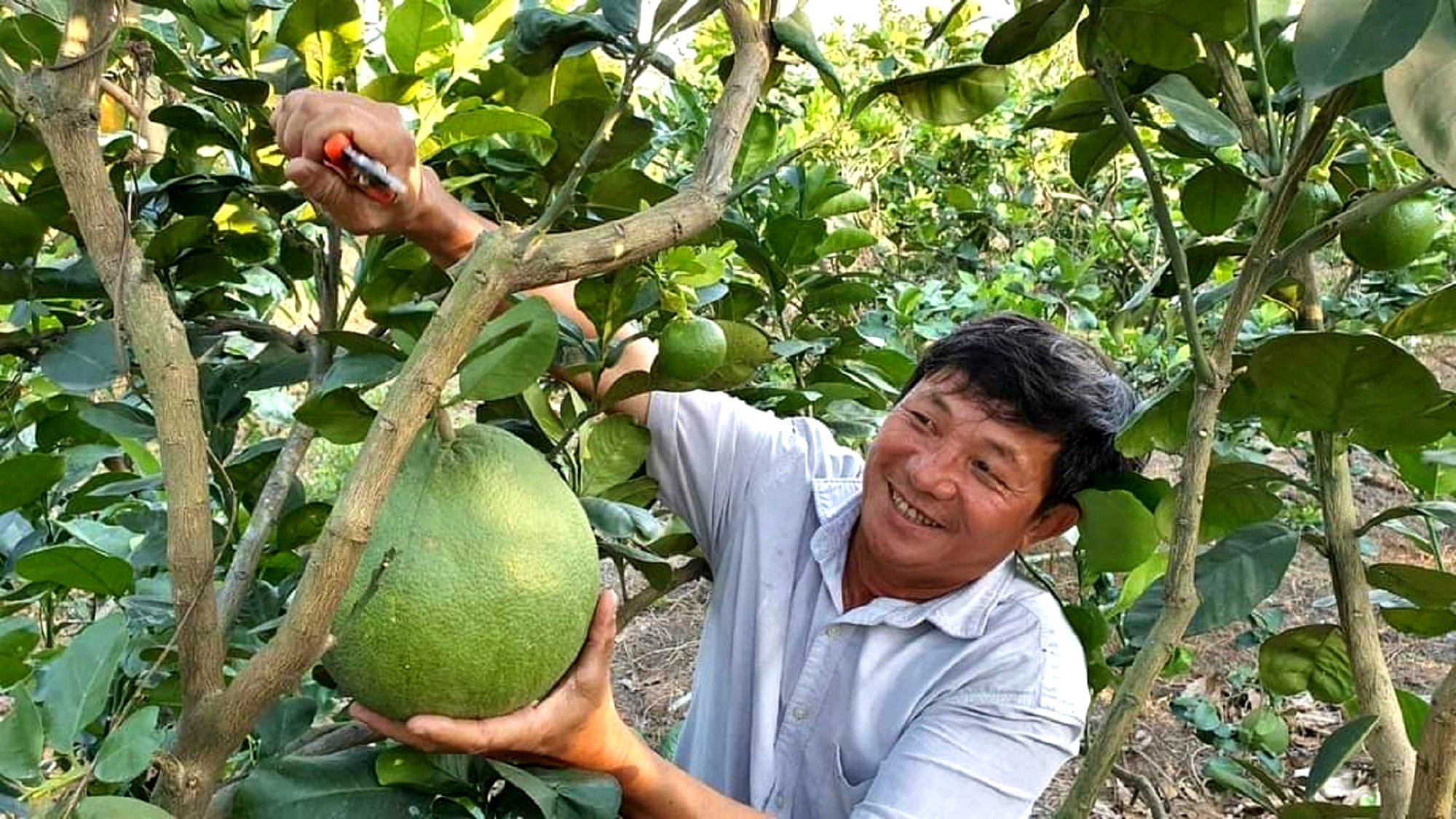 Vốn ưu đãi làm giàu nông thôn Bình Chánh - Ảnh 1.