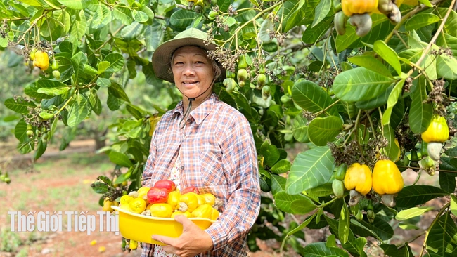 Nông dân thu hoạch điều ở xã Đồng Nơ (huyện Hớn Quản). Ảnh: Trần Khánh