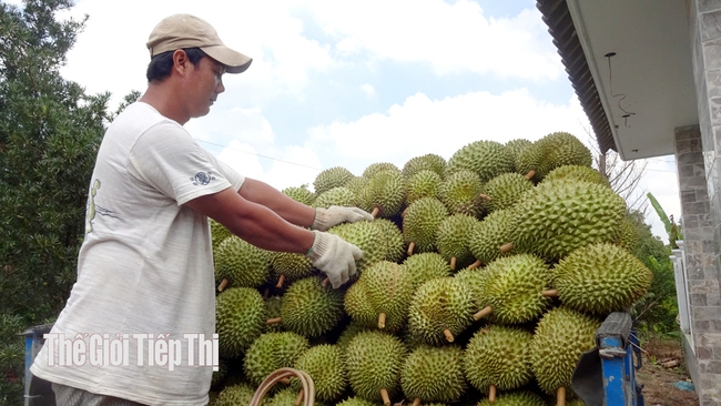 Giá sầu riêng ở Tiền Giang giảm còn 45.000-55.000 đồng/kg tại vườn. Ảnh: Hồng Linh