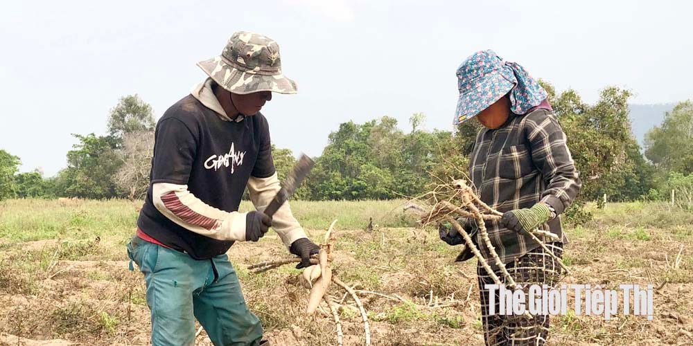 Nông dân thu hoạch sắn ở tỉnh Gia Lai. Ảnh: Lê Nam