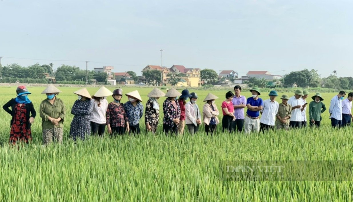 Ninh Bình: Hội thảo đầu bờ canh tác lúa thân thiện với môi trường - Ảnh 1.