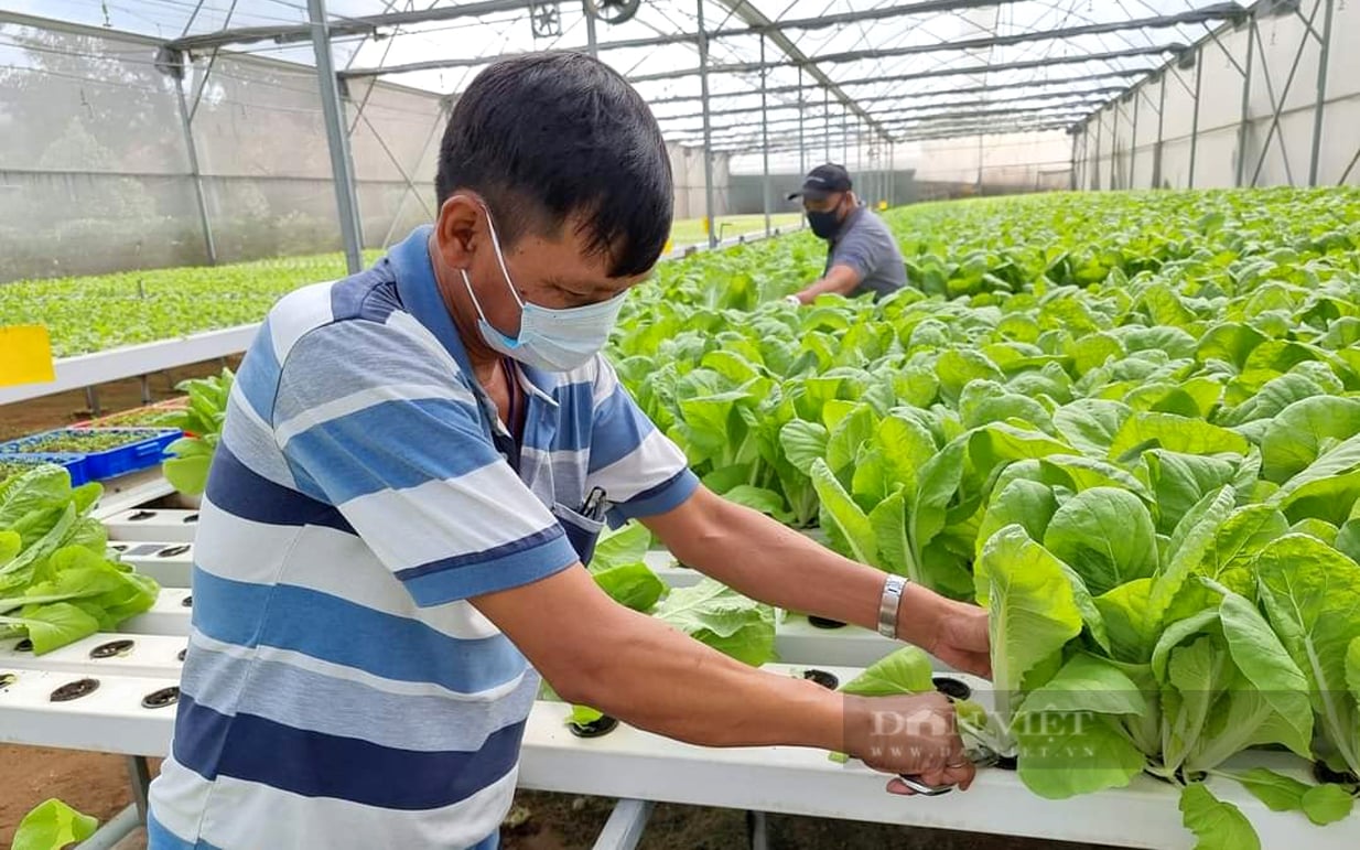 Chăm sóc rau ở HTX Nông nghiệp Tuấn Ngọc, TP.Thủ Đức. Ảnh: Nguyễn Vỹ
