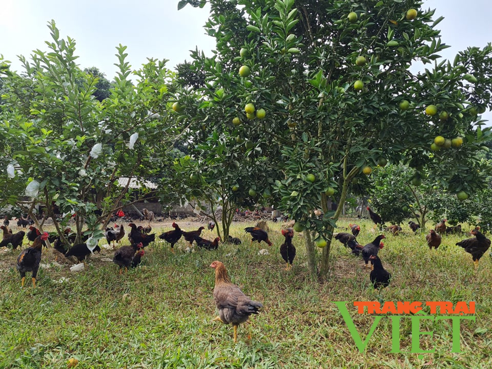 Điện Biên: Hỗ trợ giải quyết việc làm qua nguồn vốn vay ưu đãi - Ảnh 4. Điện Biên: Hỗ trợ giải quyết việc làm qua nguồn vốn vay ưu đãi - Ảnh 4.
