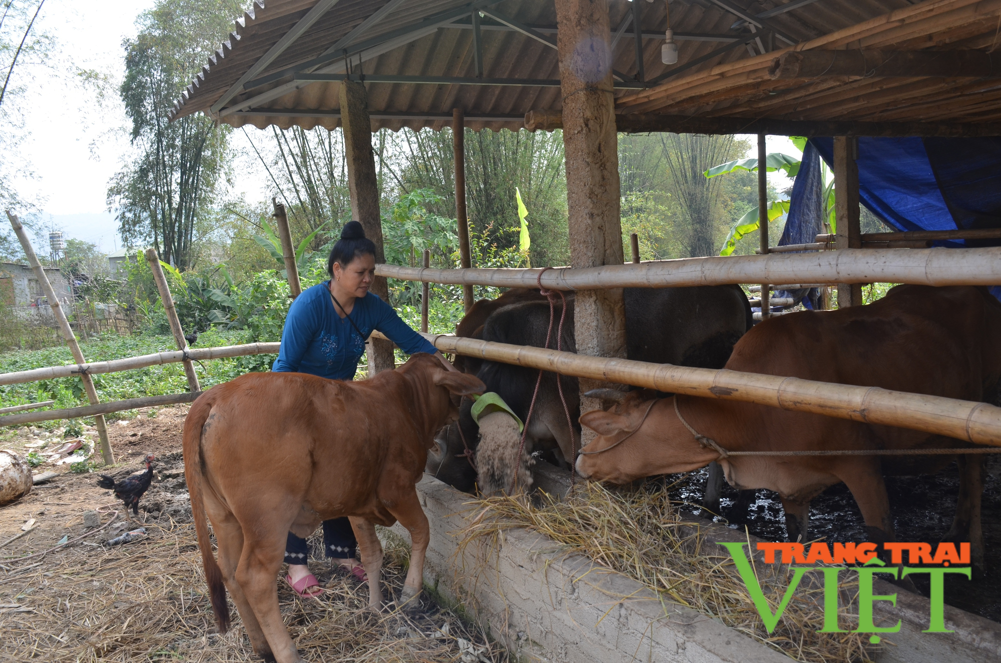 Điện Biên: Hỗ trợ giải quyết việc làm qua nguồn vốn vay ưu đãi - Ảnh 1. Điện Biên: Hỗ trợ giải quyết việc làm qua nguồn vốn vay ưu đãi - Ảnh 1.