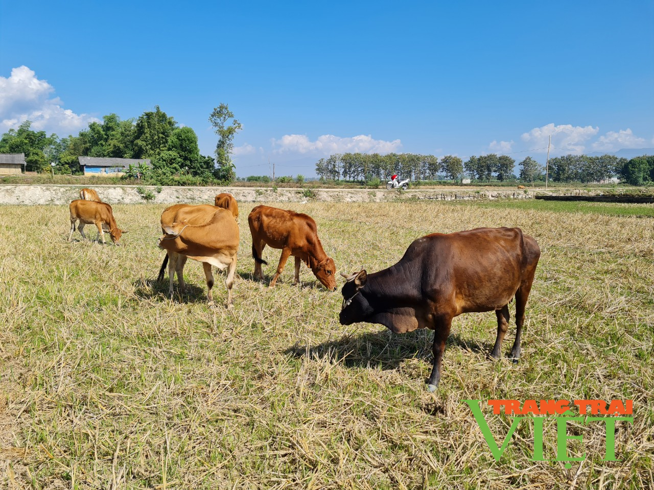 Điện Biên: Hỗ trợ giải quyết việc làm qua nguồn vốn vay ưu đãi - Ảnh 3. Điện Biên: Hỗ trợ giải quyết việc làm qua nguồn vốn vay ưu đãi - Ảnh 3.