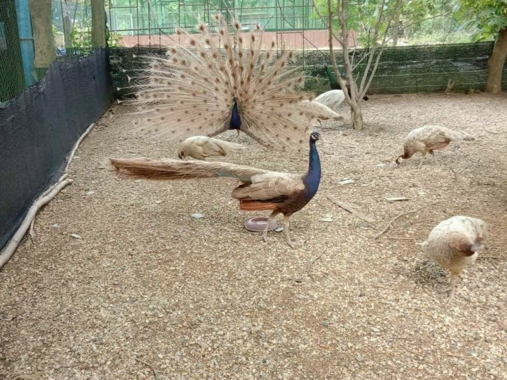 Sống “khỏe” bằng nghề nuôi chim cảnh - Ảnh 3.