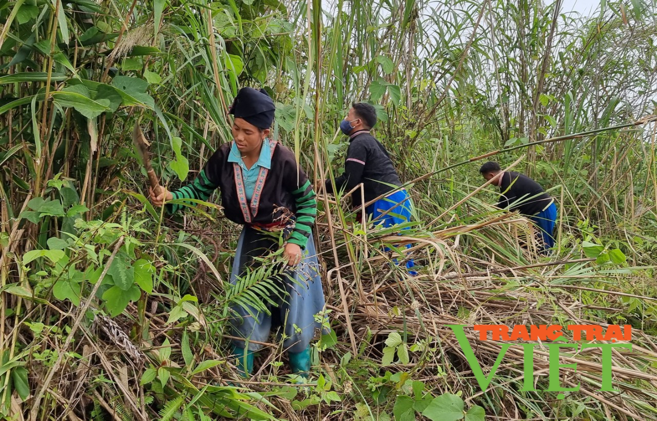 Mường Tè: Quyết tâm phát triển và bảo vệ rừng bền vững - Ảnh 5. Mường Tè: Quyết tâm phát triển và bảo vệ rừng bền vững - Ảnh 5.