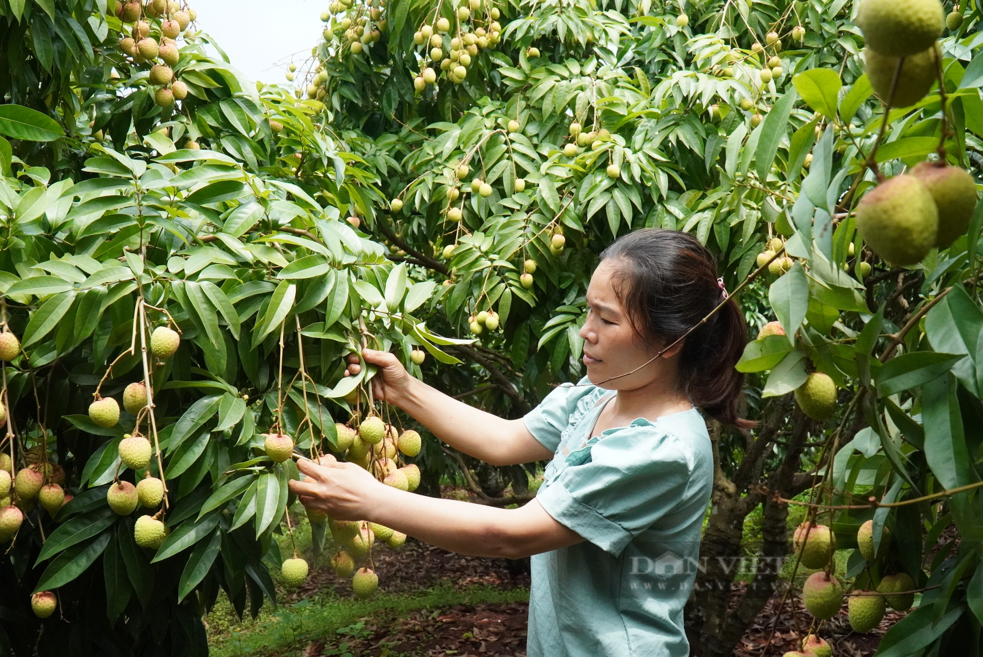 gop/ 300.000ha cây trái được cấp mã số vùng trồng: Rộng cửa xuất ngoại 14 loại quả tươi - Ảnh 1. gop/ 300.000ha cây trái được cấp mã số vùng trồng: Rộng cửa xuất ngoại 14 loại quả tươi - Ảnh 1.