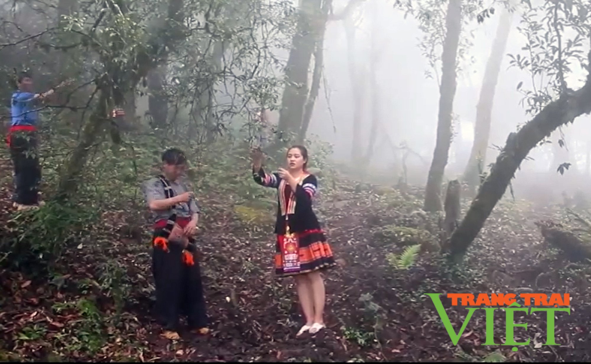 Tam Đường: Chè cổ thụ hàng trăm năm tuổi Pu Ta Leng, kho báu ẩn dấu trên đại ngàn - Ảnh 3. Tam Đường: Chè cổ thụ hàng trăm năm tuổi Pu Ta Leng, kho báu ẩn dấu trên đại ngàn - Ảnh 3.