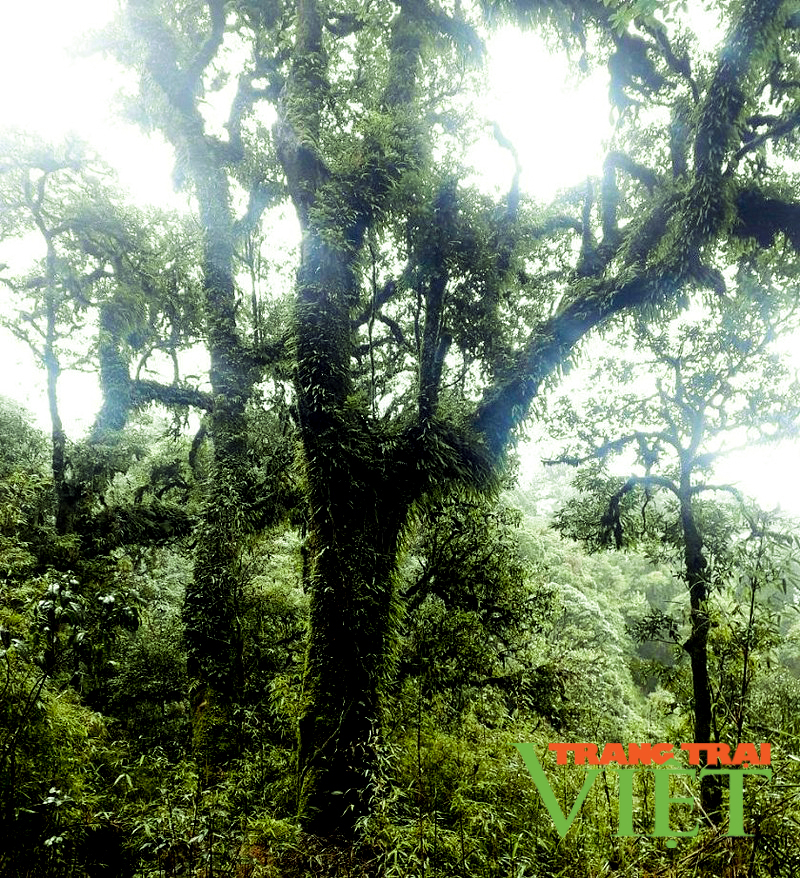 Tam Đường: Chè cổ thụ hàng trăm năm tuổi Pu Ta Leng, kho báu ẩn dấu trên đại ngàn - Ảnh 4. Tam Đường: Chè cổ thụ hàng trăm năm tuổi Pu Ta Leng, kho báu ẩn dấu trên đại ngàn - Ảnh 4.