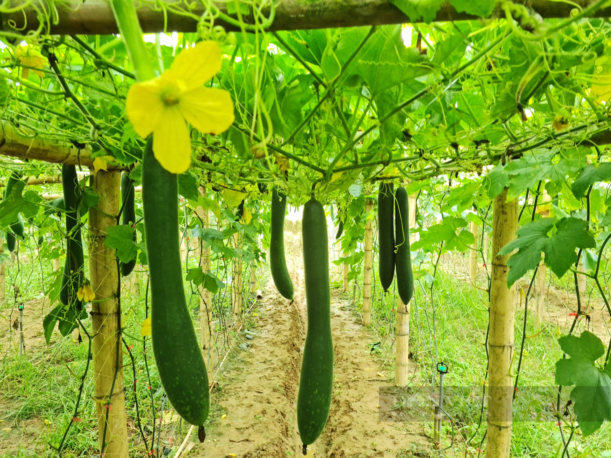 Trồng bí xanh năng suất, lợi nhuận cao – Mở ra hướng đi mới cho nông dân Than Uyên   - Ảnh 6.